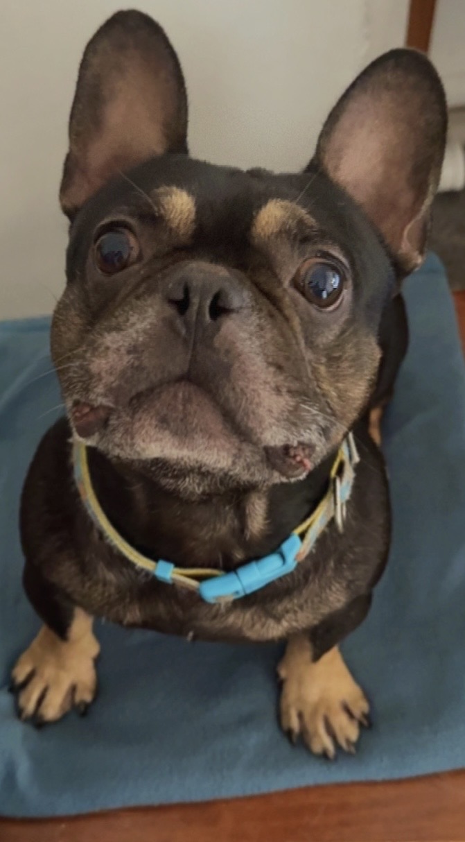 Scooby Doo, a French Bulldog available for rehoming