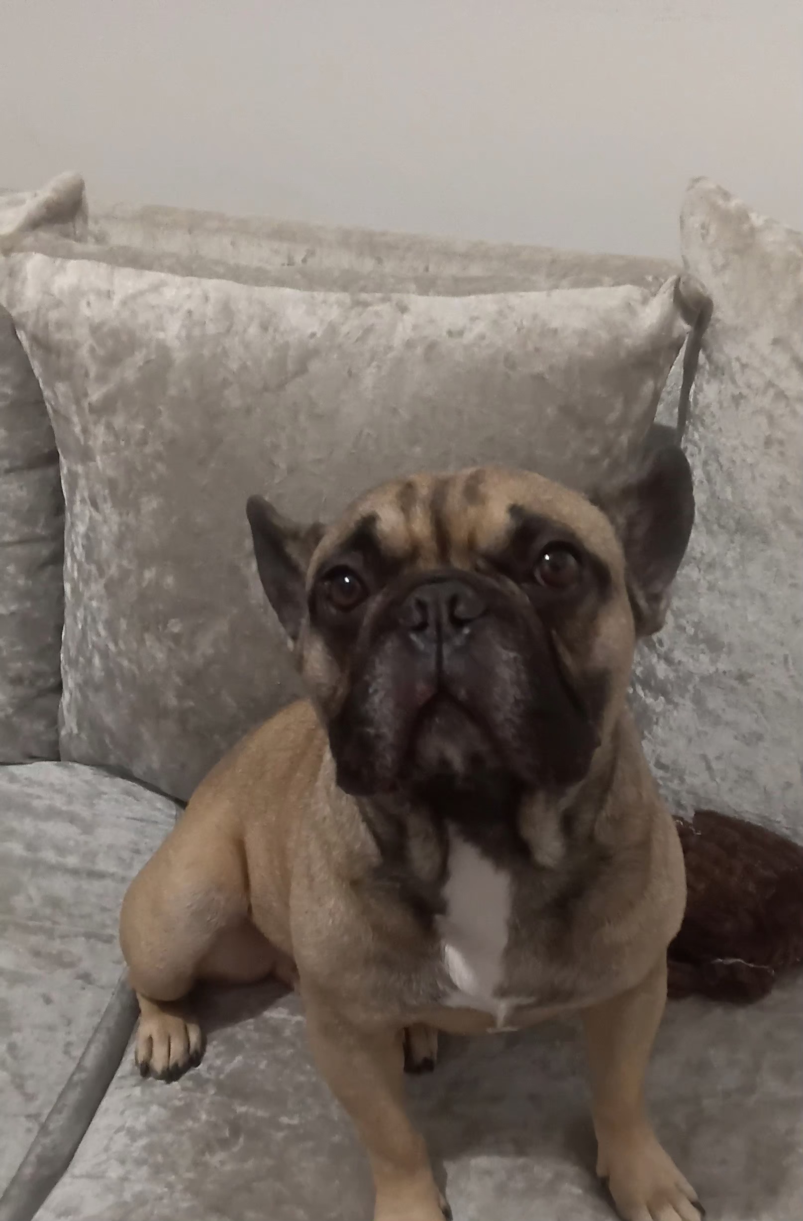 Ralph, a French Bulldog available for rehoming
