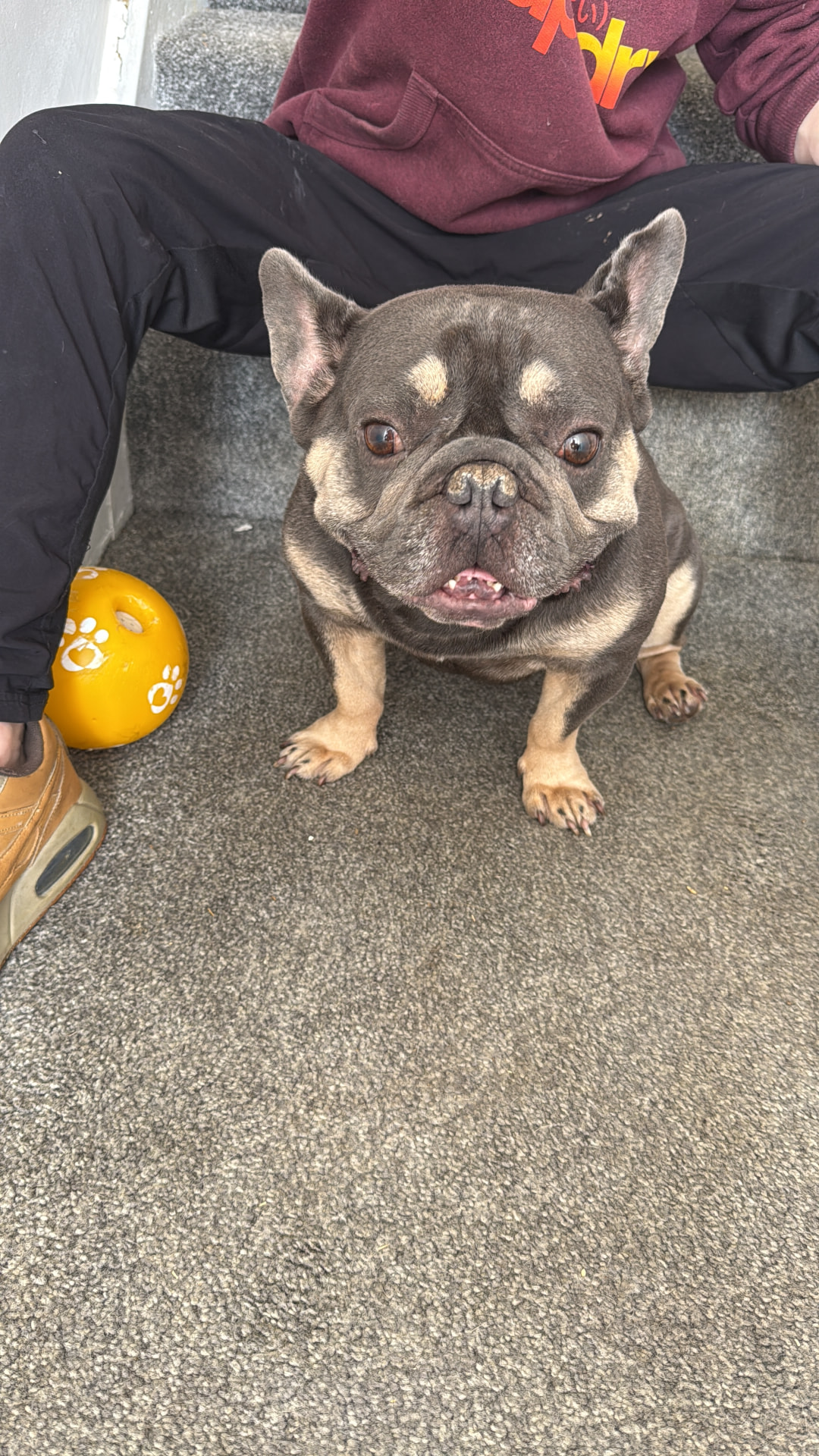 Wolf, a French Bulldog available for rehoming